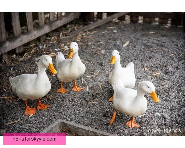 阿卡远超德约 天选嫩鸭能胜老鸡吗